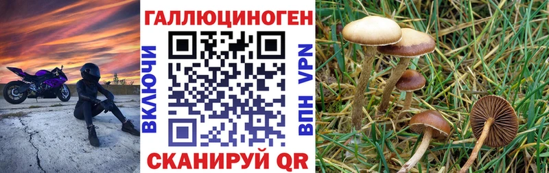 Псилоцибиновые грибы Cubensis  blacksprut ССЫЛКА  Борзя  магазин продажи наркотиков 